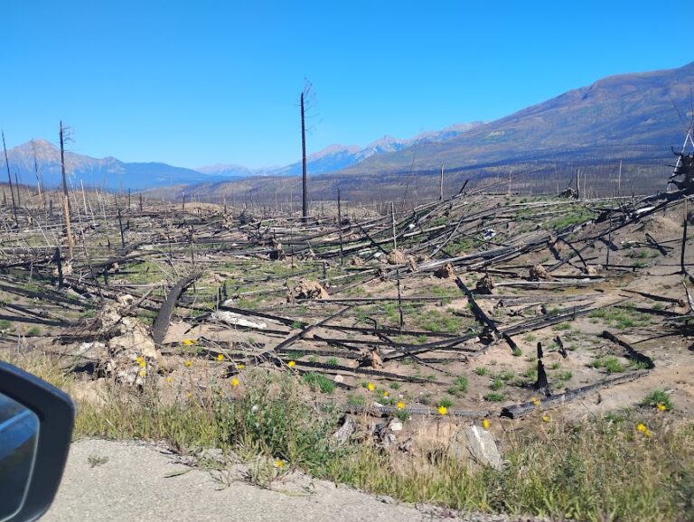 arbres incendiés