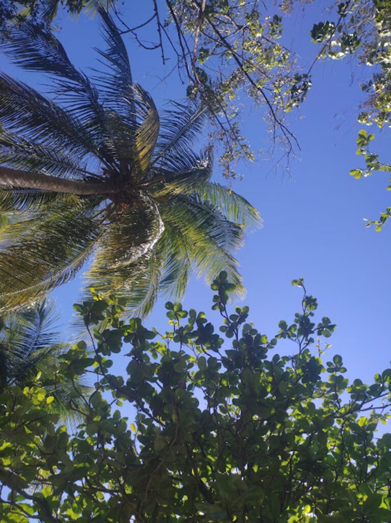 végétation tropicale sainte-anne guadeloupe raisiniers nature
