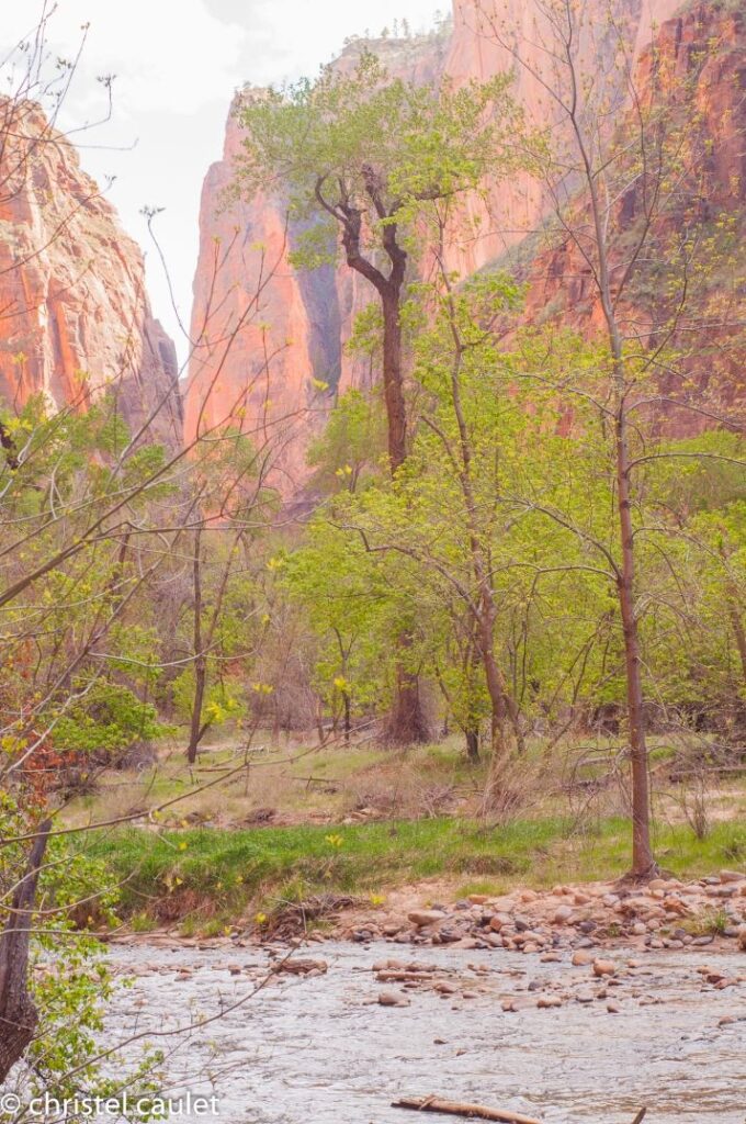 Végétation dense au milieu du désert à Zion Canyon
