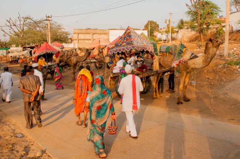 Balade en chameau à Pushkar en Inde près du désert du Thar