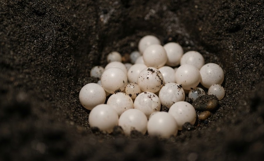 Gros plan photographique sur un nid de tortue luth en Guyane. Œufs blancs ronds dans le sable sombre humide, lumière douce de nuit. Style macro naturaliste, pas de flash direct