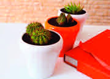 Intérieur lumineux garni de plantes vertes