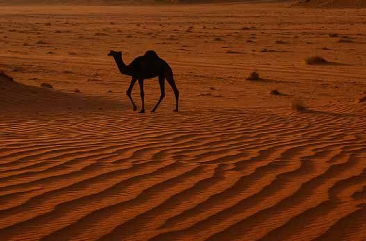Virée en Jordanie : Amman, Aqaba, le Wadi Rum et Pétra