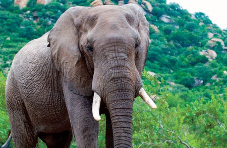 Éléphant au bord d'une piste du parc Kruger